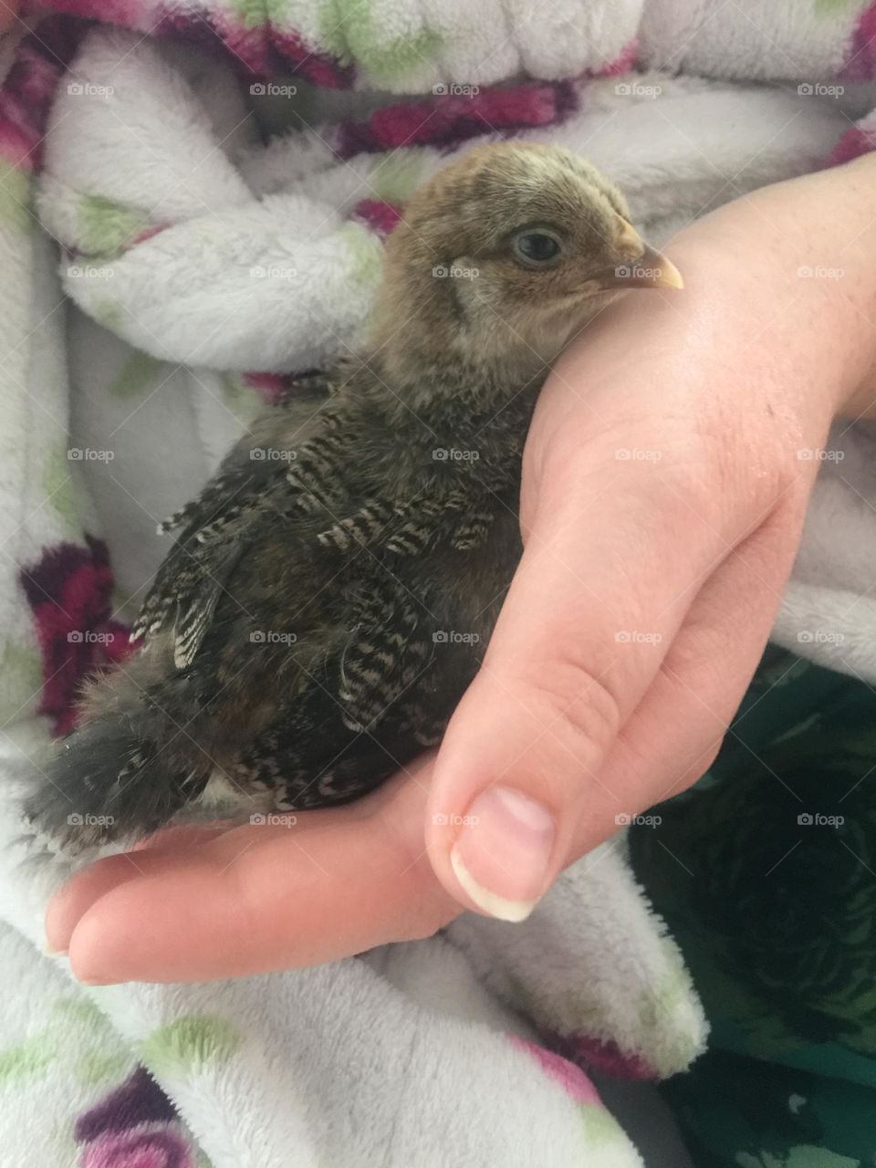 Bantam chick