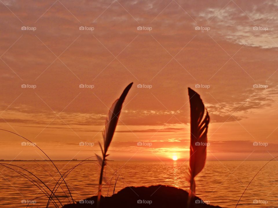 Spectacular sunset between the fluffy feathers