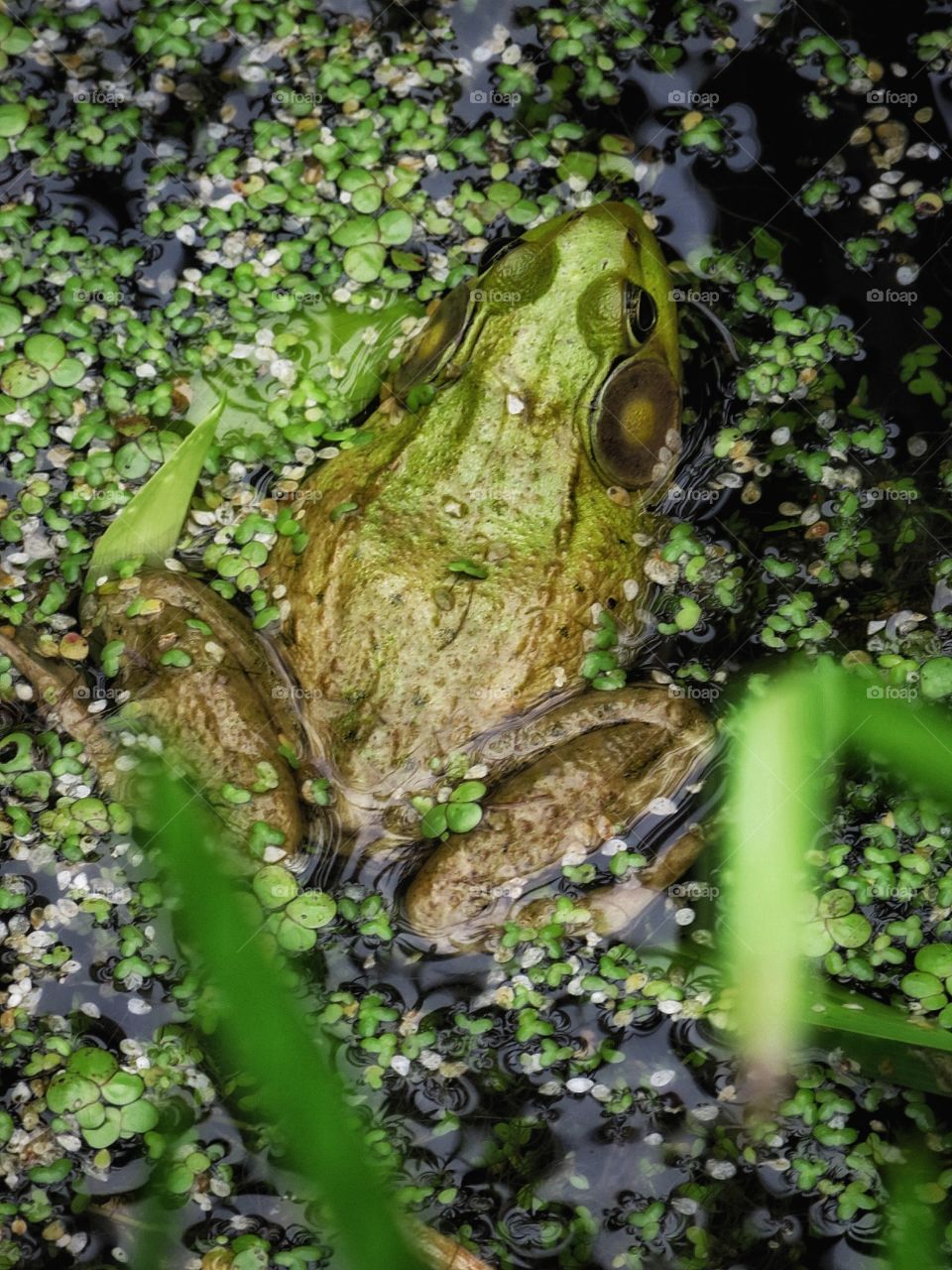 American bullfrog