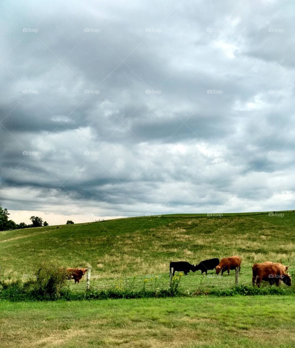 Highland cattle under highland storms