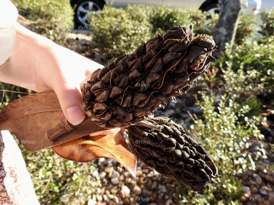 Magnolia seed pods pine ones with orange leaf fallen from the trees and held by a girl’s hand in a garden during fall season.