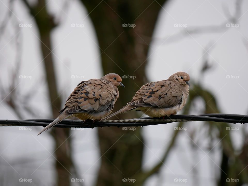 A pair of mourning doves, up on a wire.