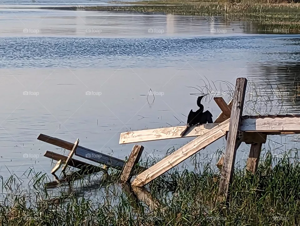 Bird on a dock