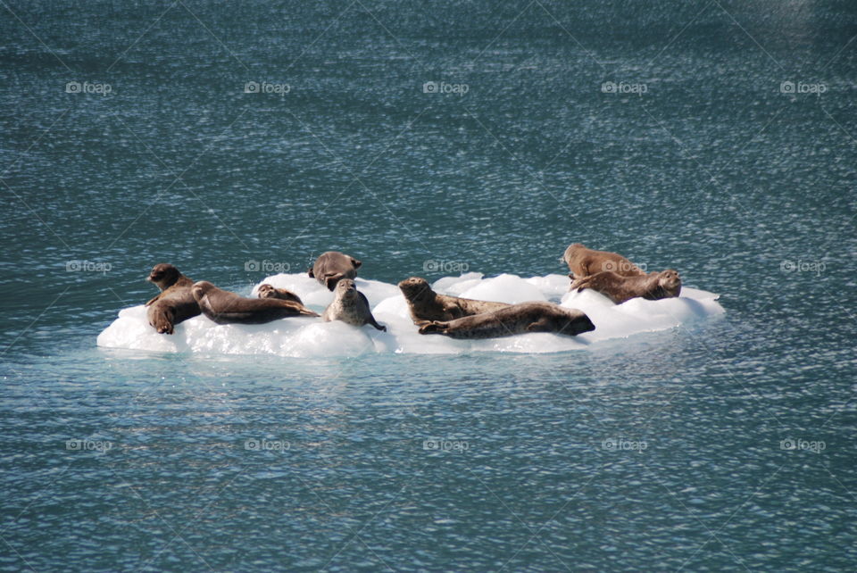 Harbor seals resting on ice chunks near Meares Glacier