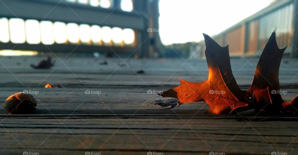 morning light on leaf wedged between planks of a dock.