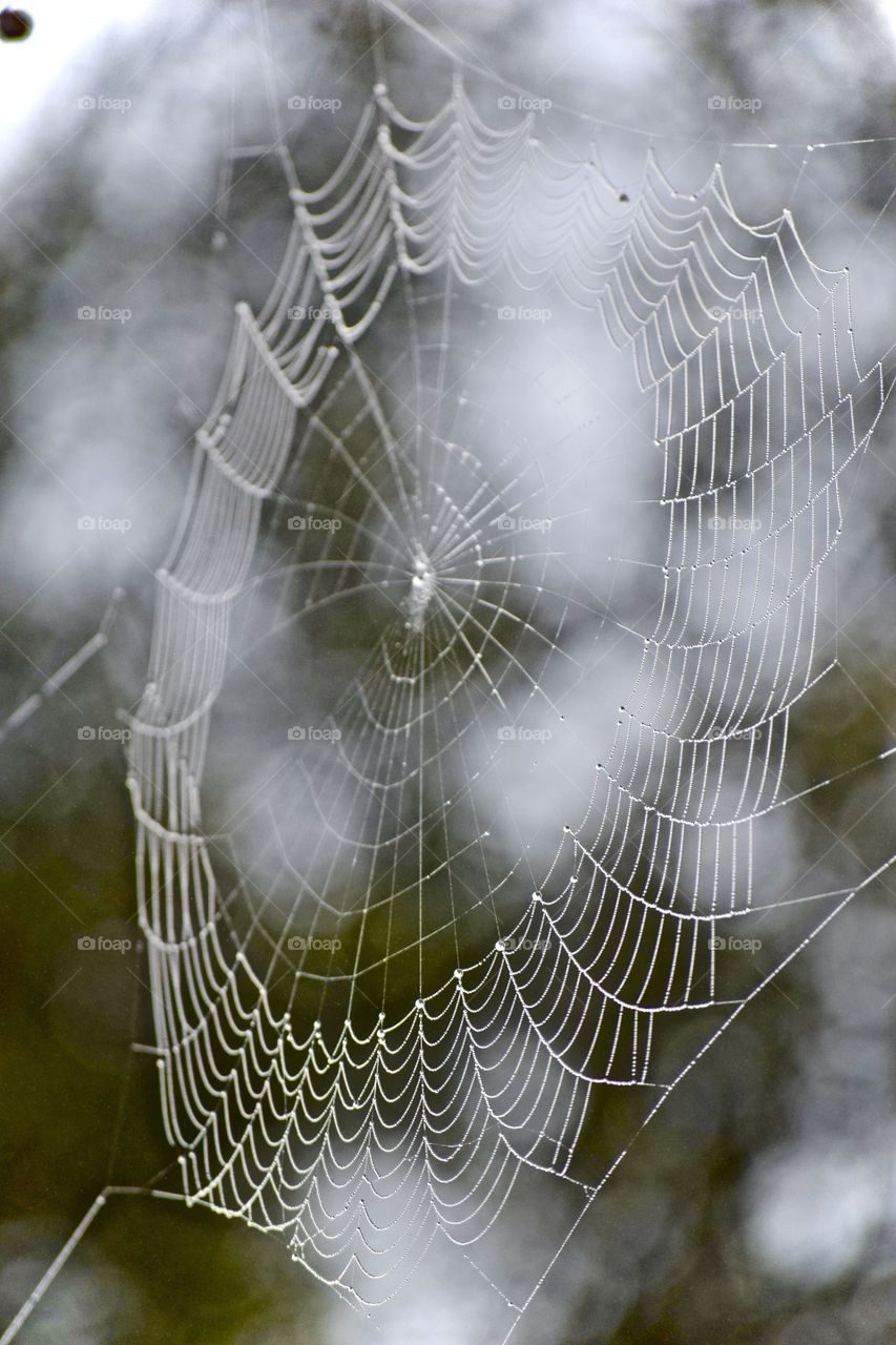 Spiderweb Morning