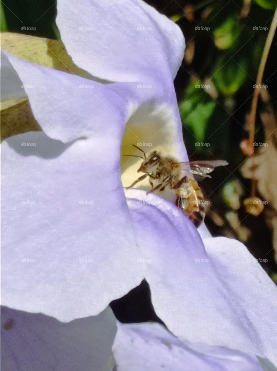 Bee in Trumpet Vine / abeja en flor lila