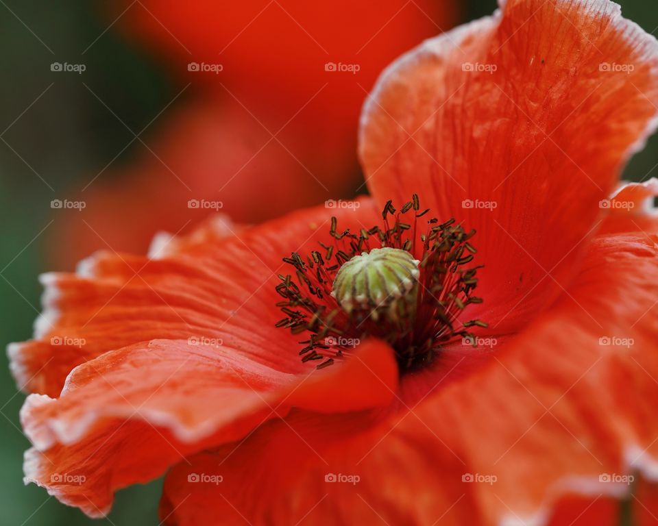 Close up of poppy flower