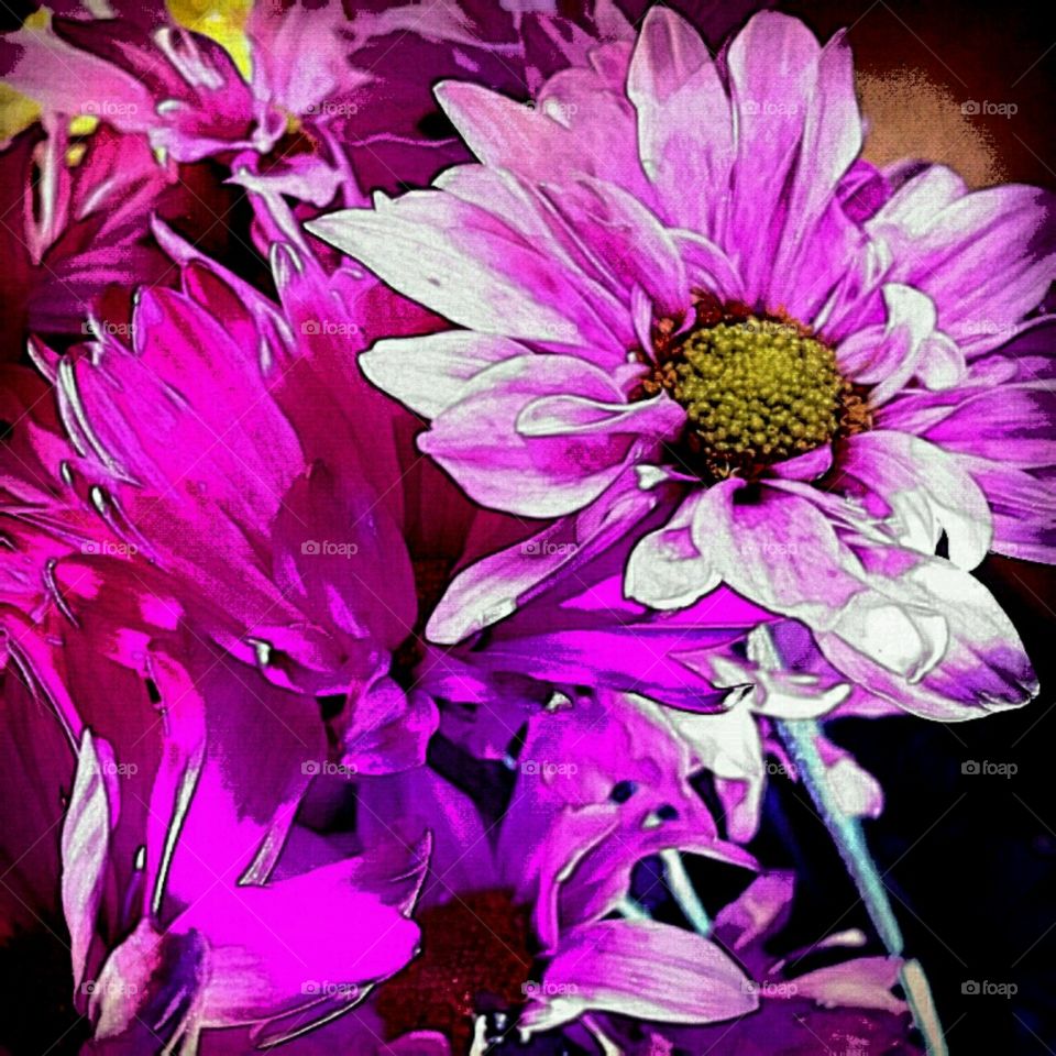 lighting effects dahlias