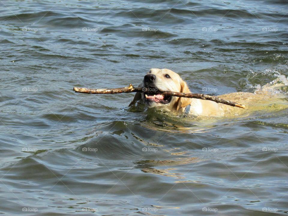 two of his favorite things, swimming and sticks