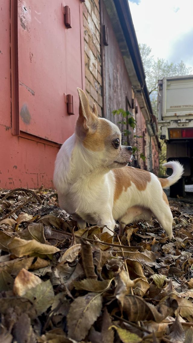 fall photo shoot