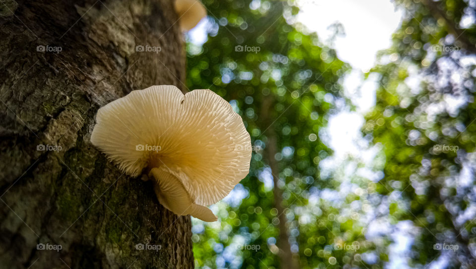 Amazing Nature Close-up mushroom