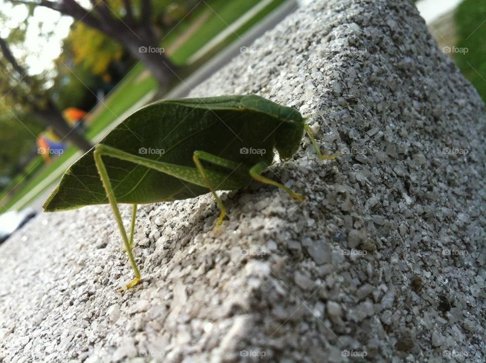 Leaf bug