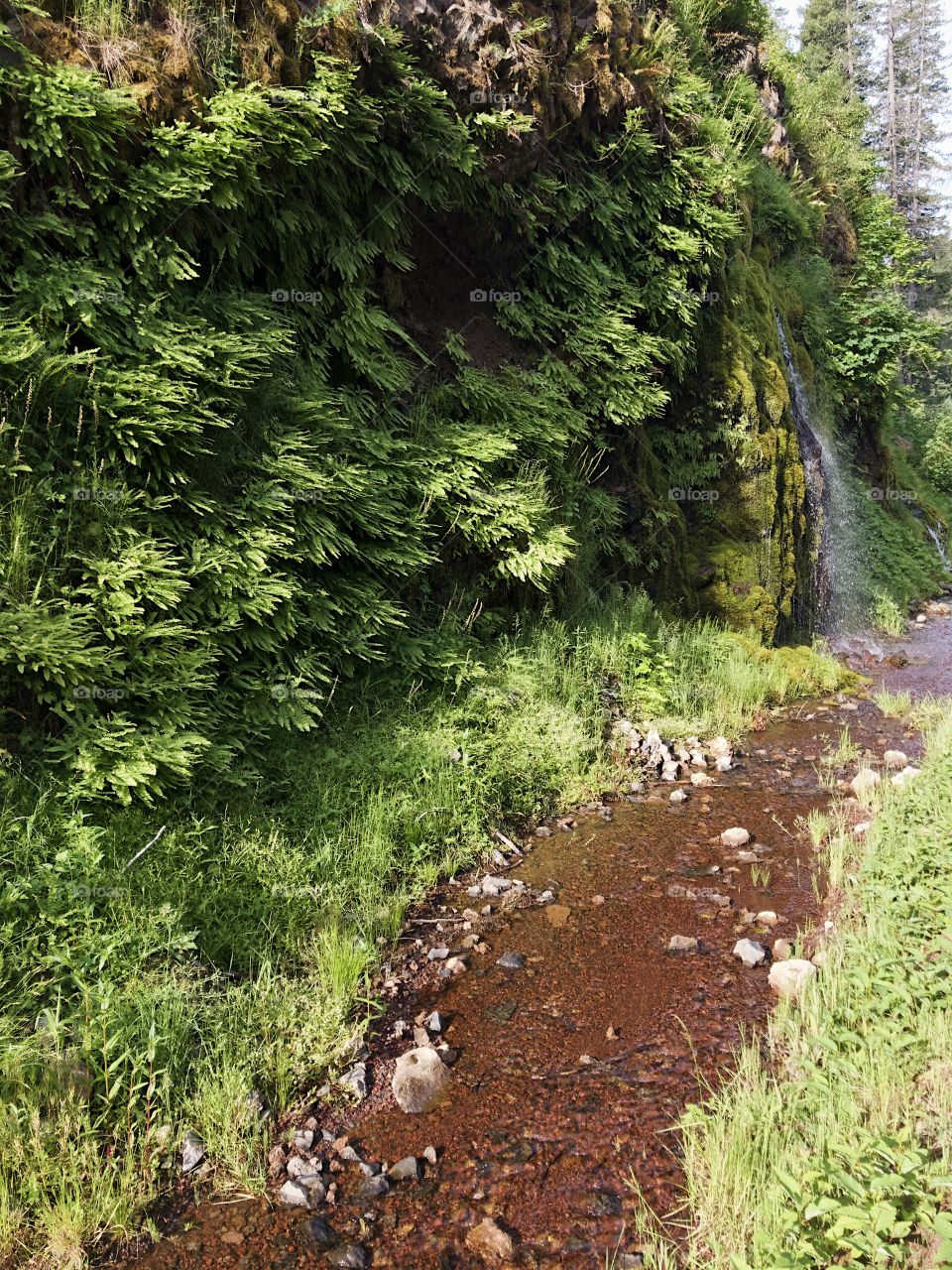 Runoff from a rugged mountain with lush ferns and other greenery form a beautiful little creek in Western Oregon on a sunny summer morning. 