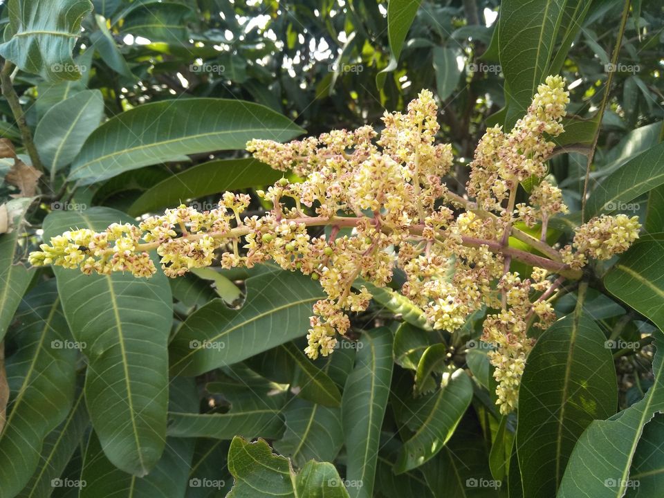 mango flower
