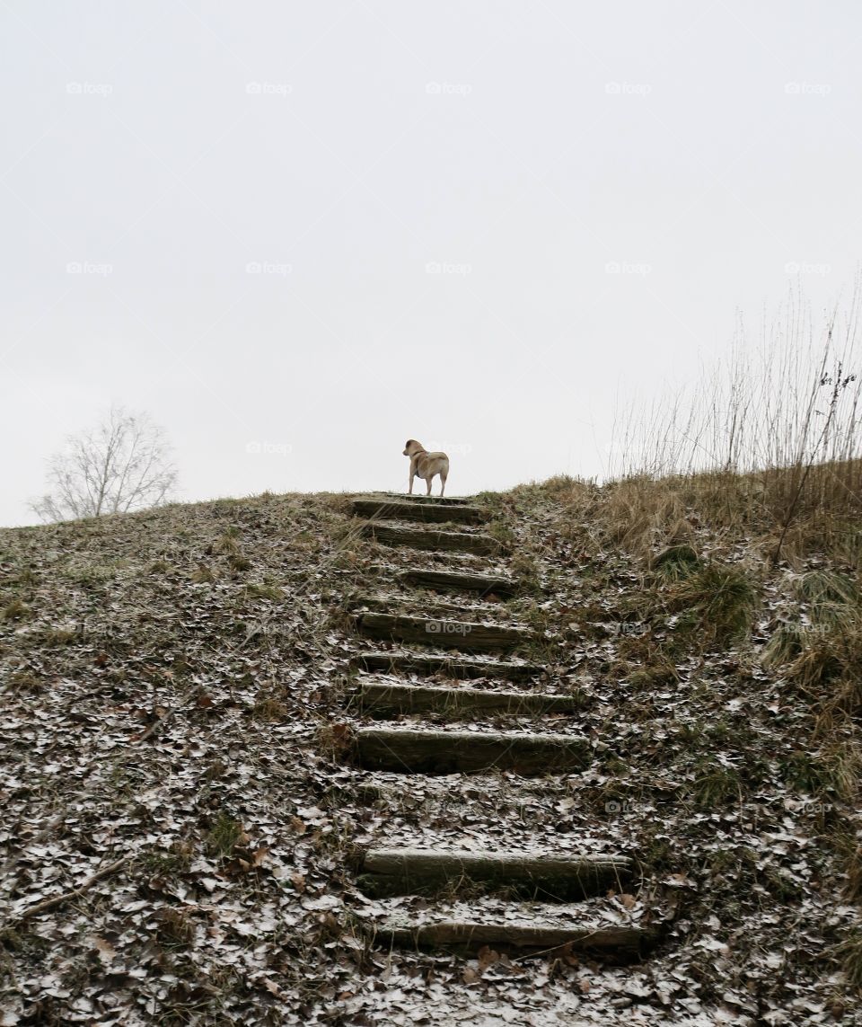 Dog on top