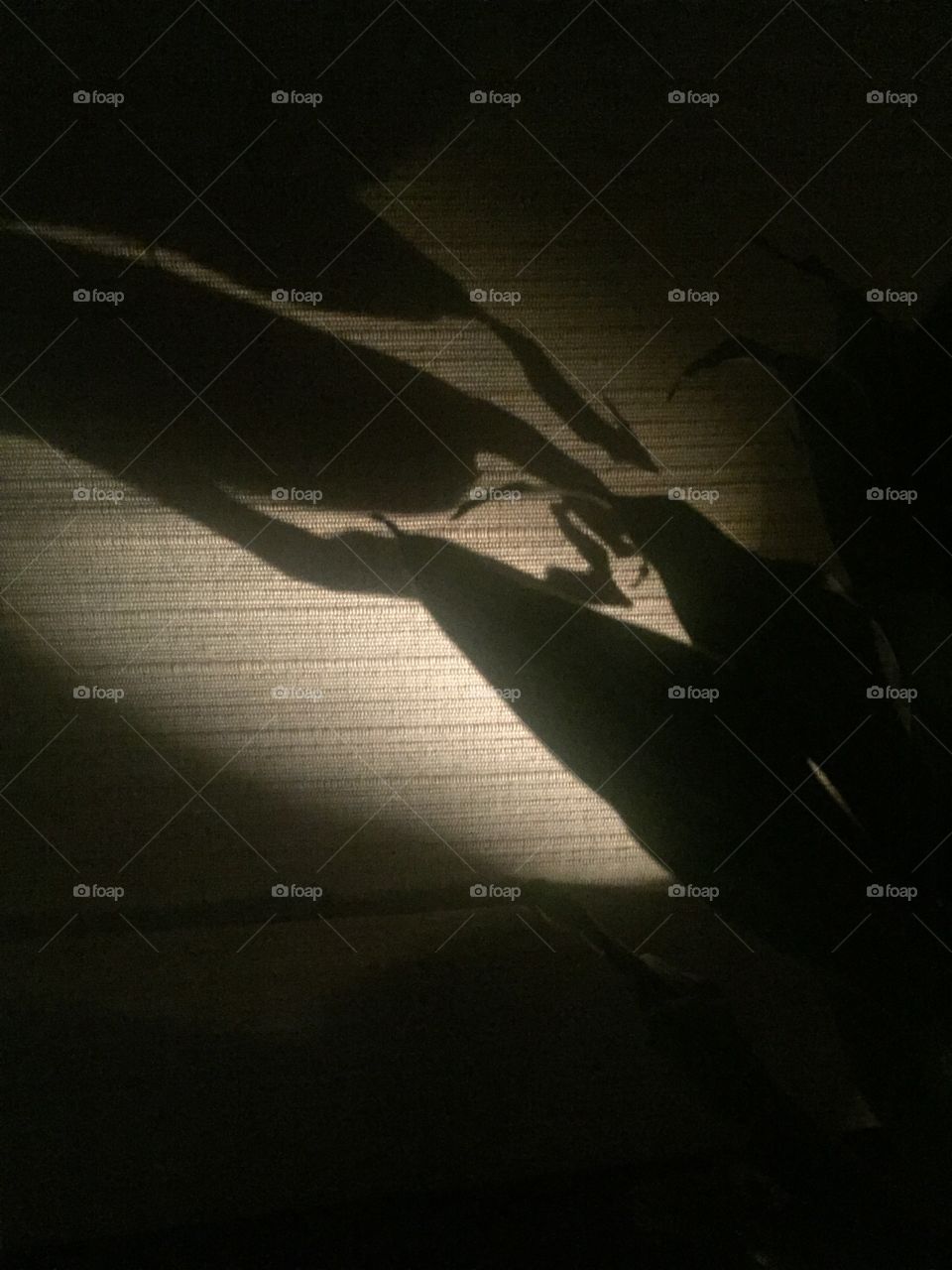 Plant shadows on wall