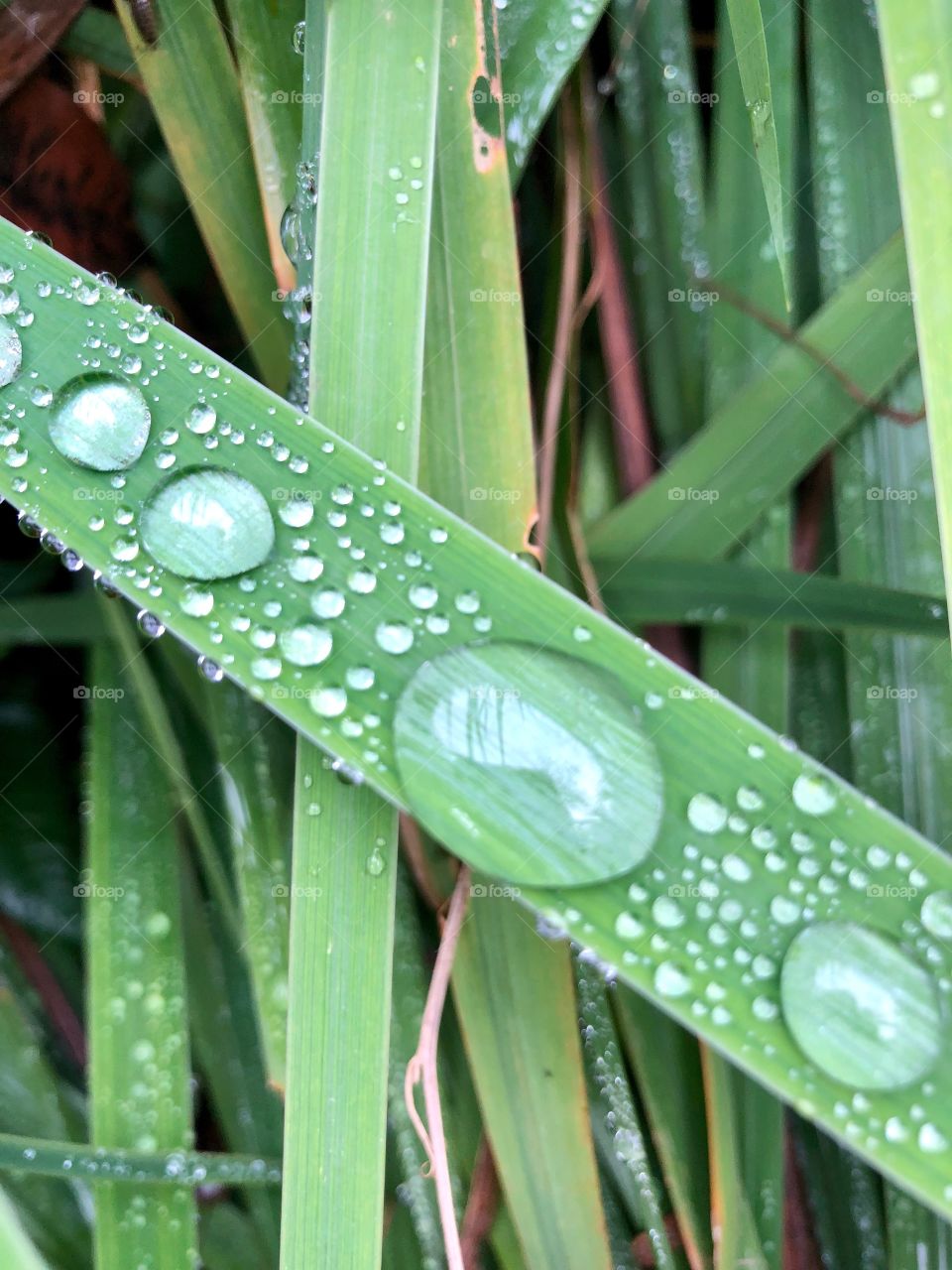 Dew Drops