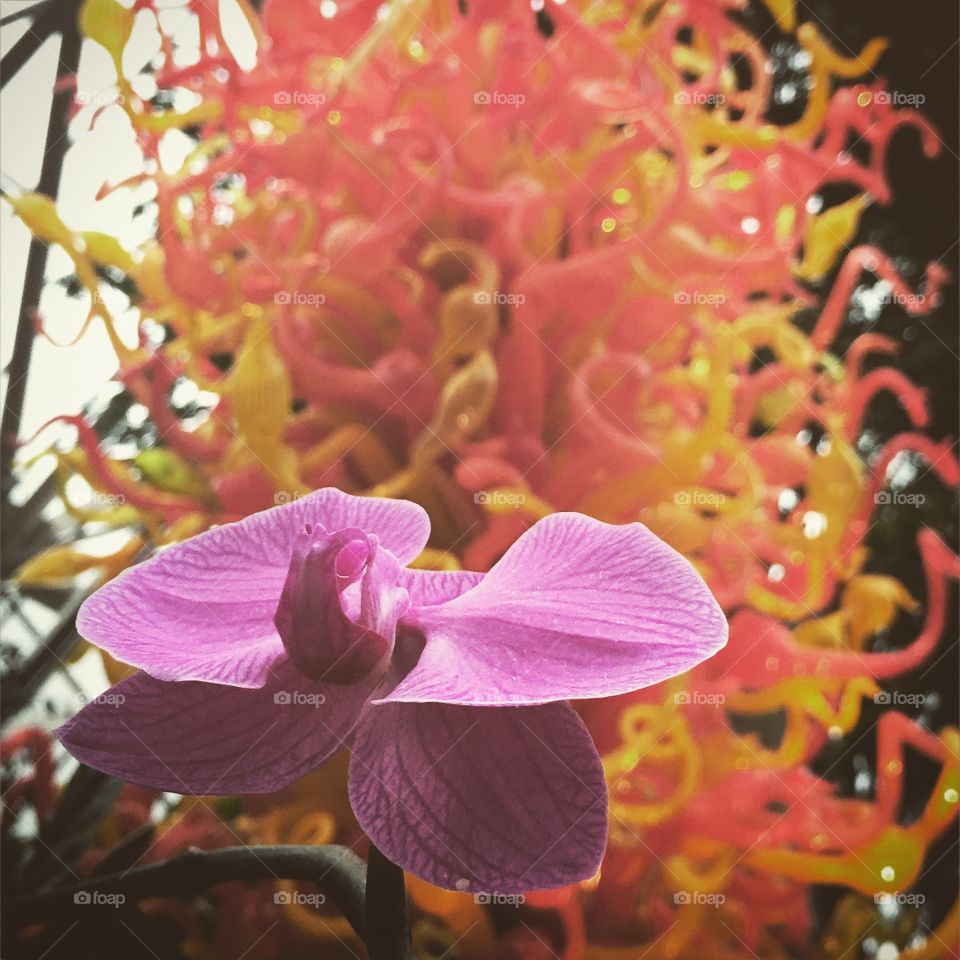 Orchids & chihuly