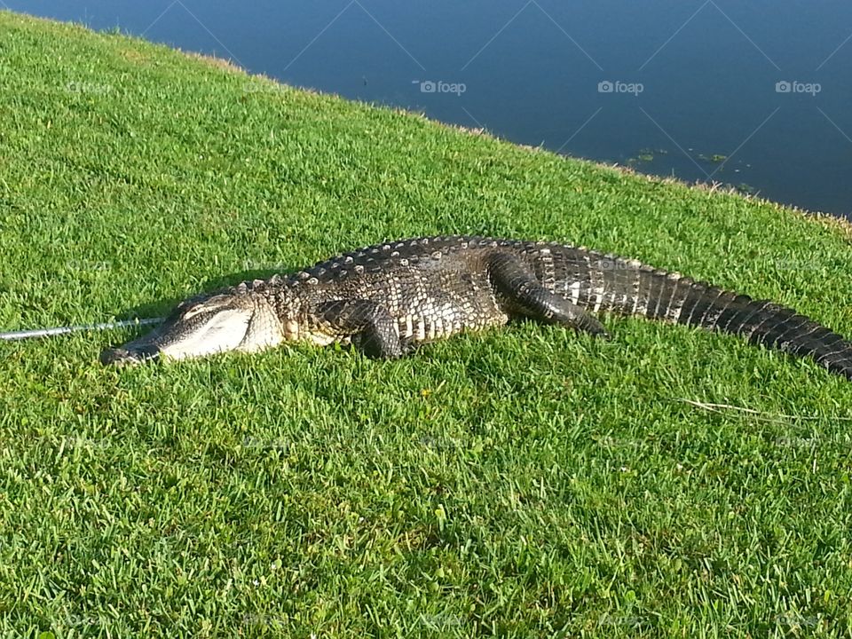 FW caught gator