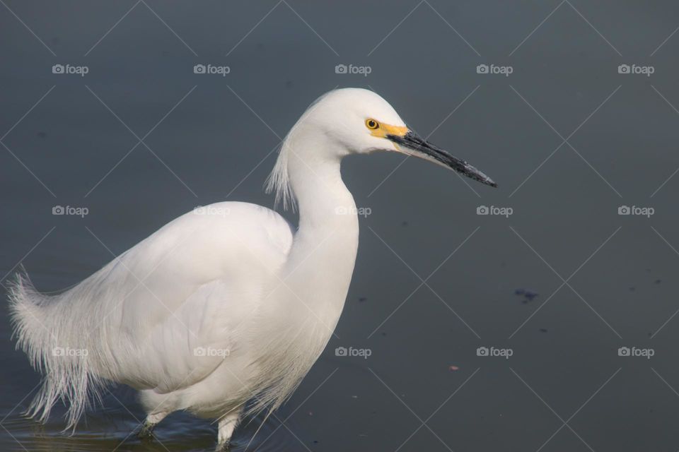 Snowy Egret in the Water