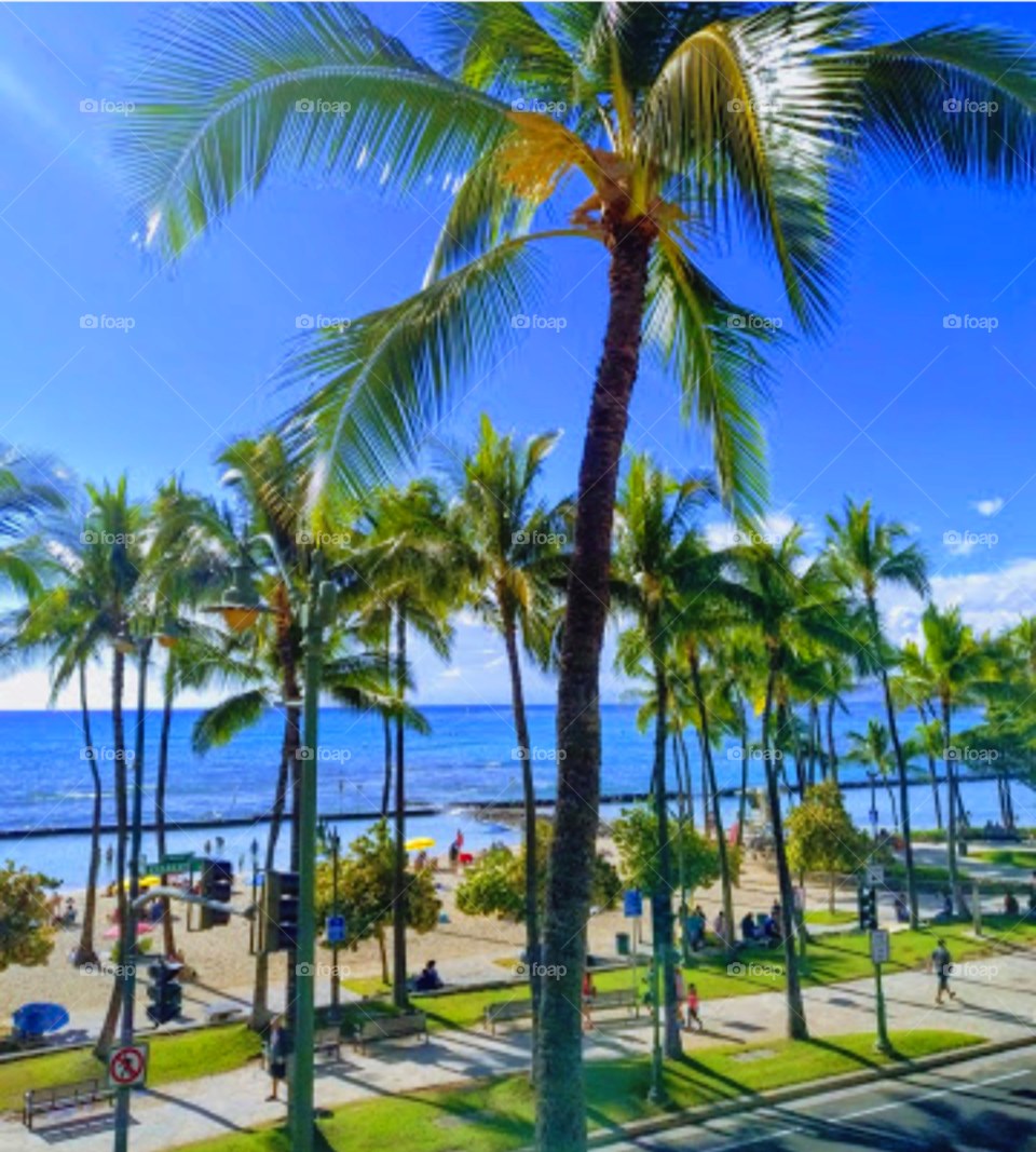 Waikiki Beach Bums