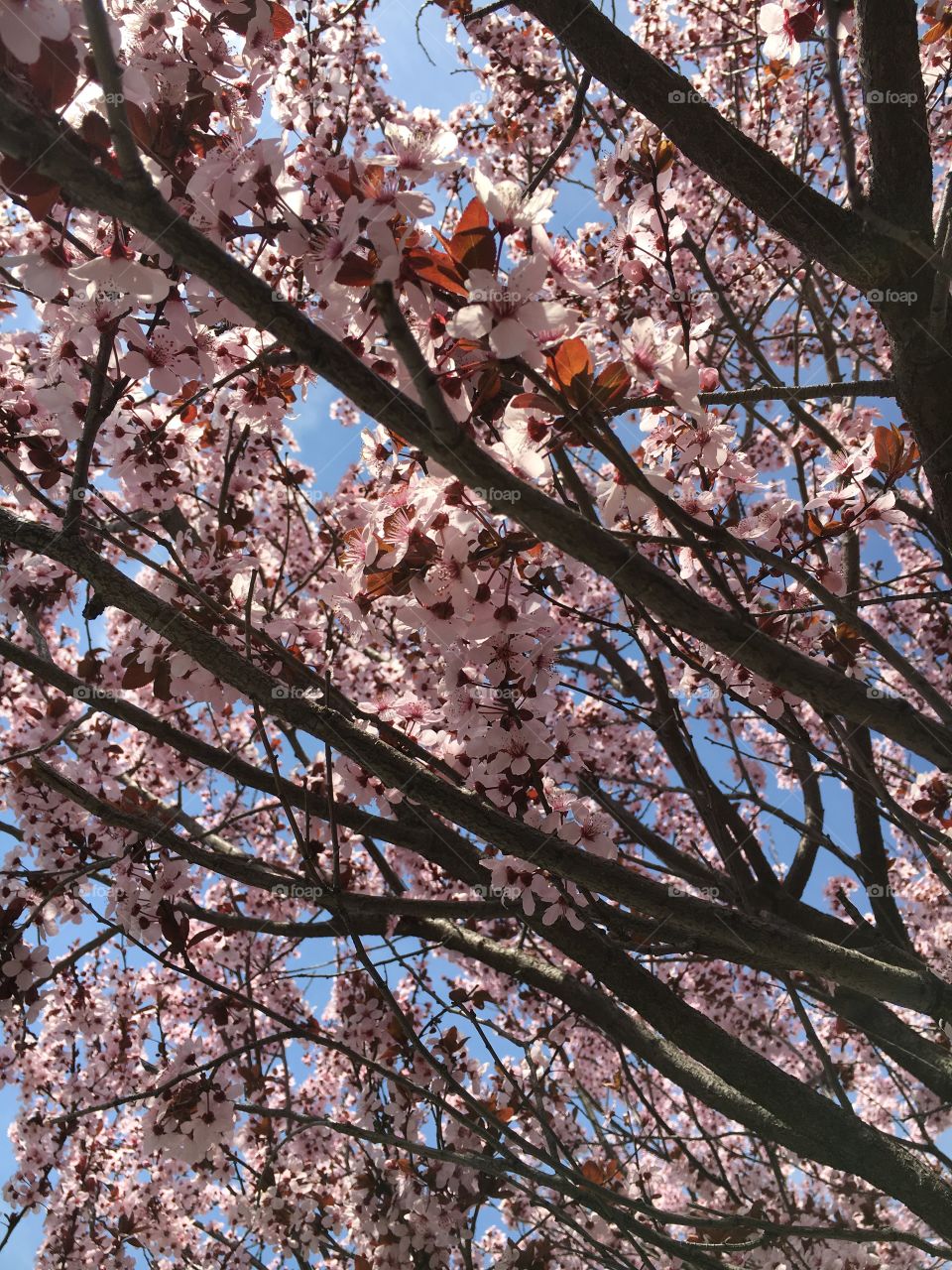 Cherry tree in bloom