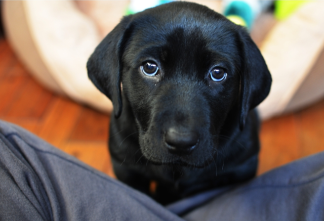 Puppy eyes
