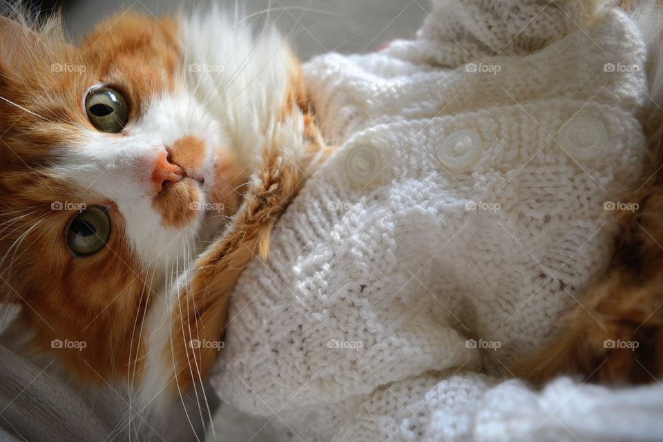 selfie red cat portrait in the sweater