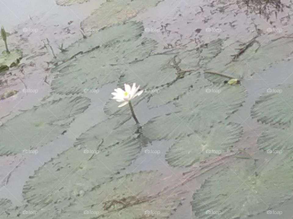 The white flowers very very beautiful on the lek.