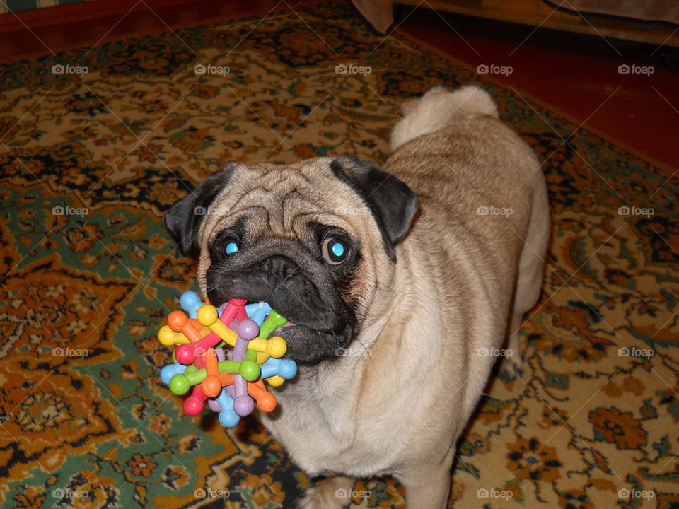 Pug with a toy