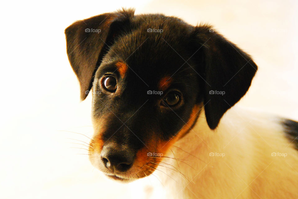 Portrait of cute puppy