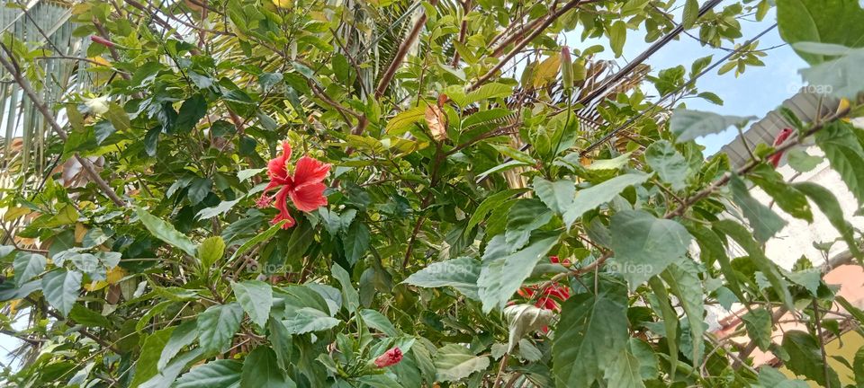 Beautiful Red Hibiscus flower's plant. Red Hibiscus flower's offered lord Ganesha and Godess Kali. In Hindu religion this flower used to worship. very attractive flowers with green leaves.