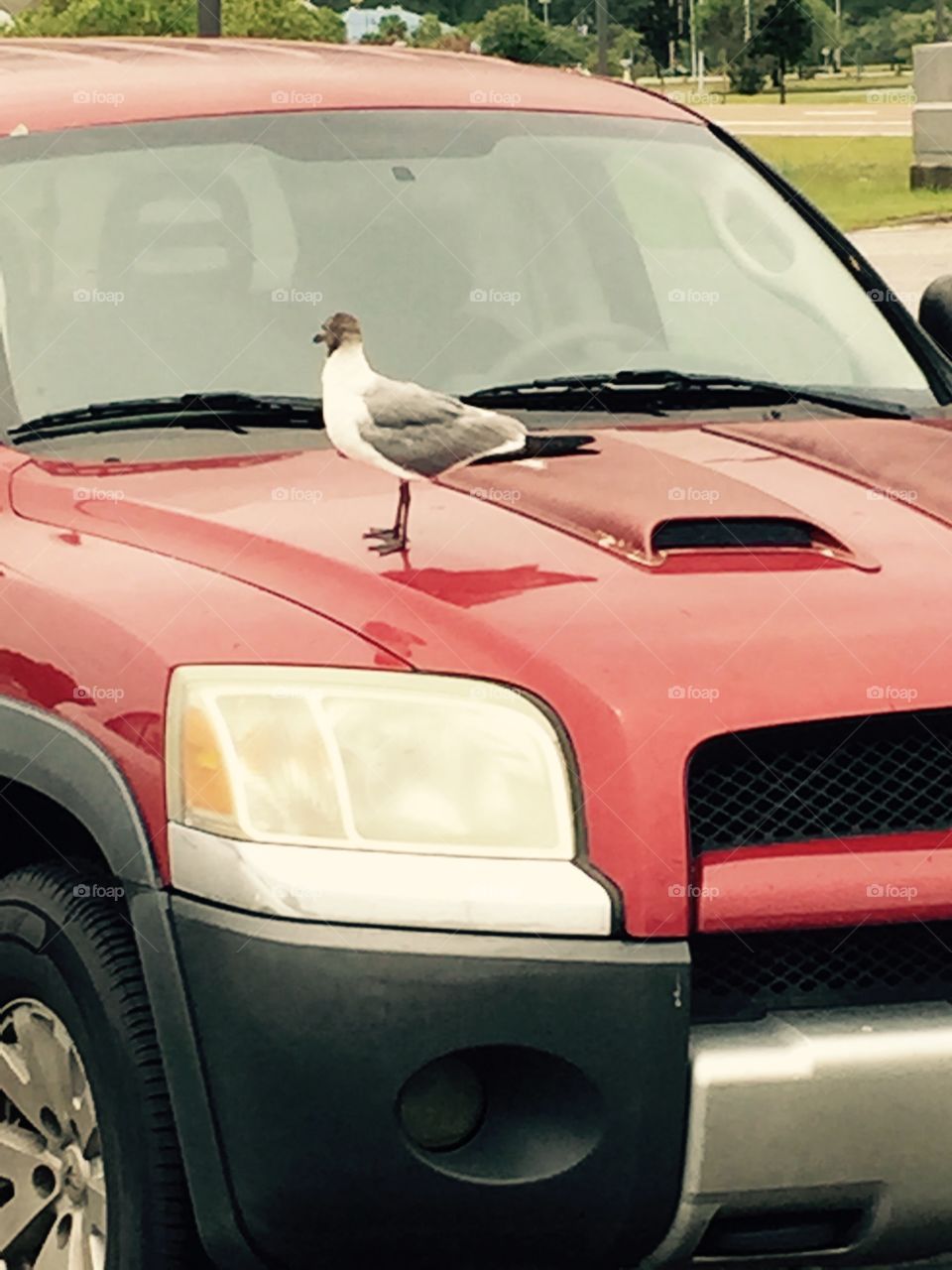 Seagull on top of red sports car.