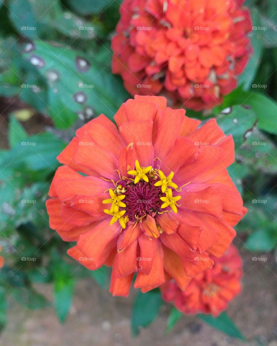 flower inside flower