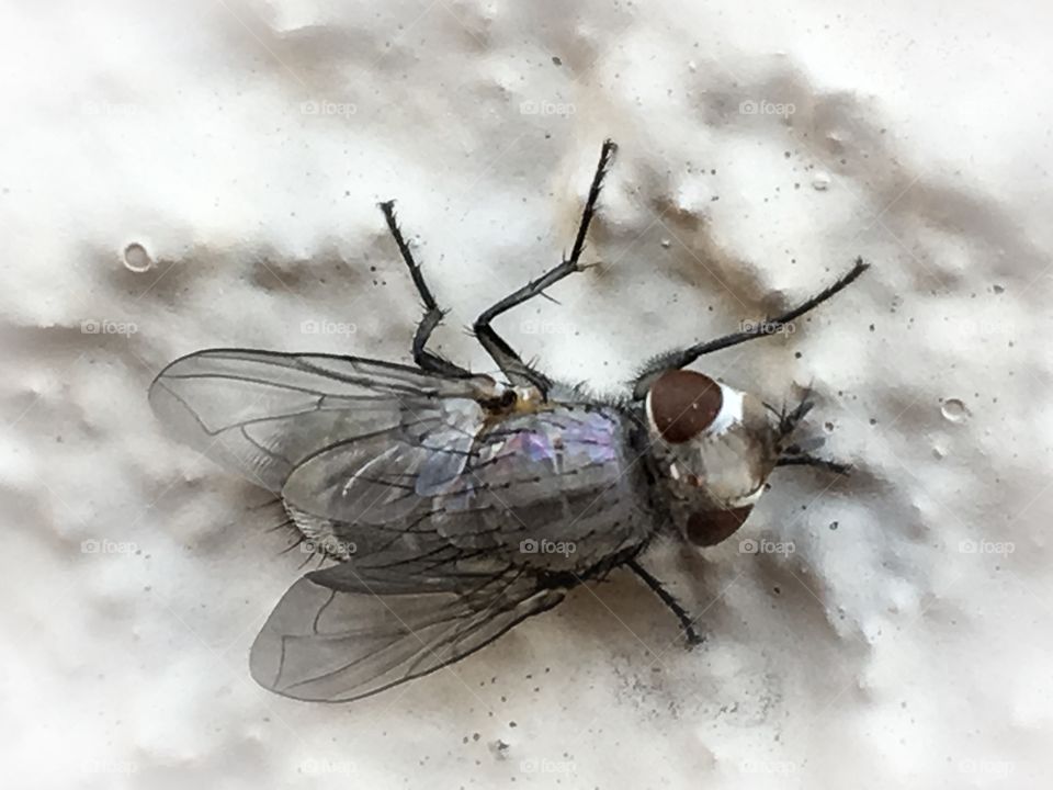 Up close close-up study fly on textured white stucco wall