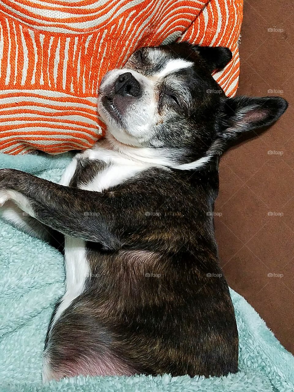 Sleeping Boston Terrier