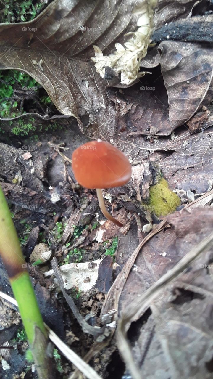 rainy season mushroom