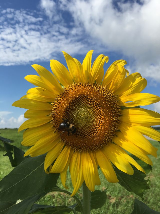 Sunflower 