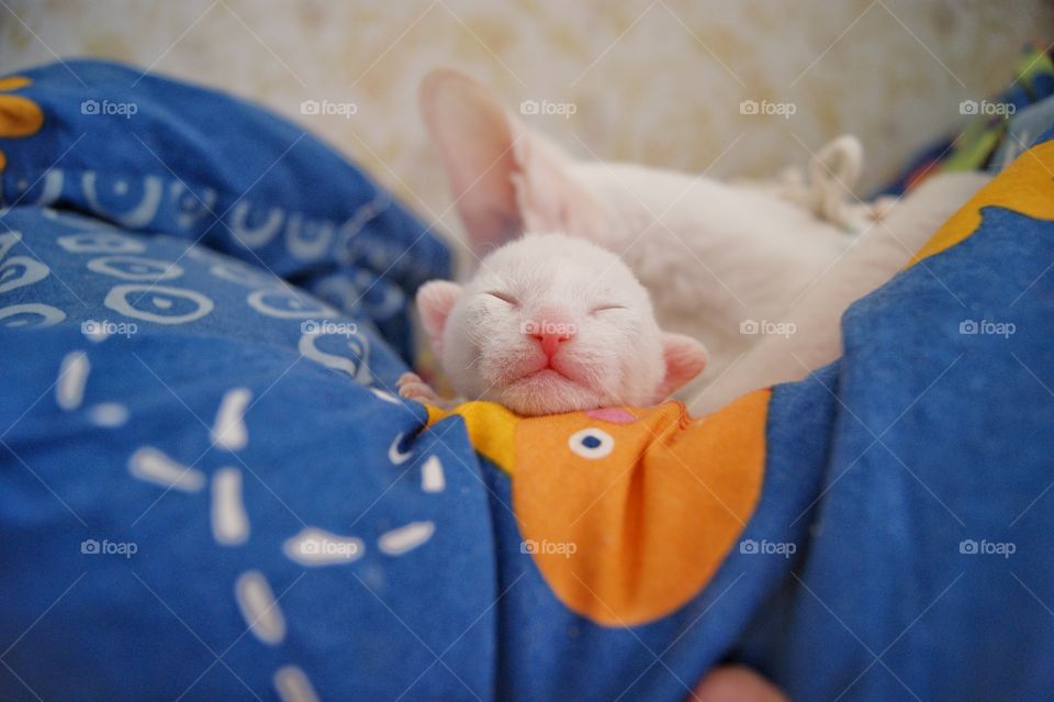 маленький новорожденный котенок породы корниш рекс, еще даже глазки не открыл, но уже улыбается и желает всем отличного настроения! :) From a smile the gloomy day is brighter