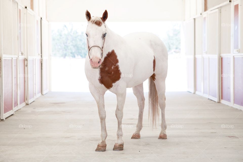 Portrait of white horse