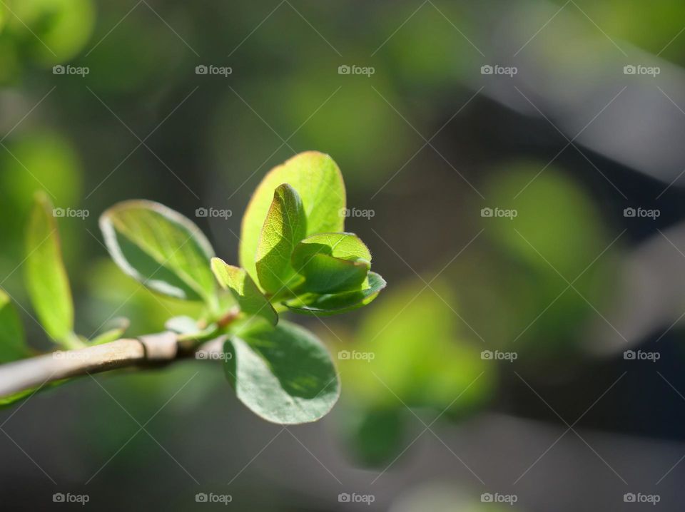 Fresh spring leaves