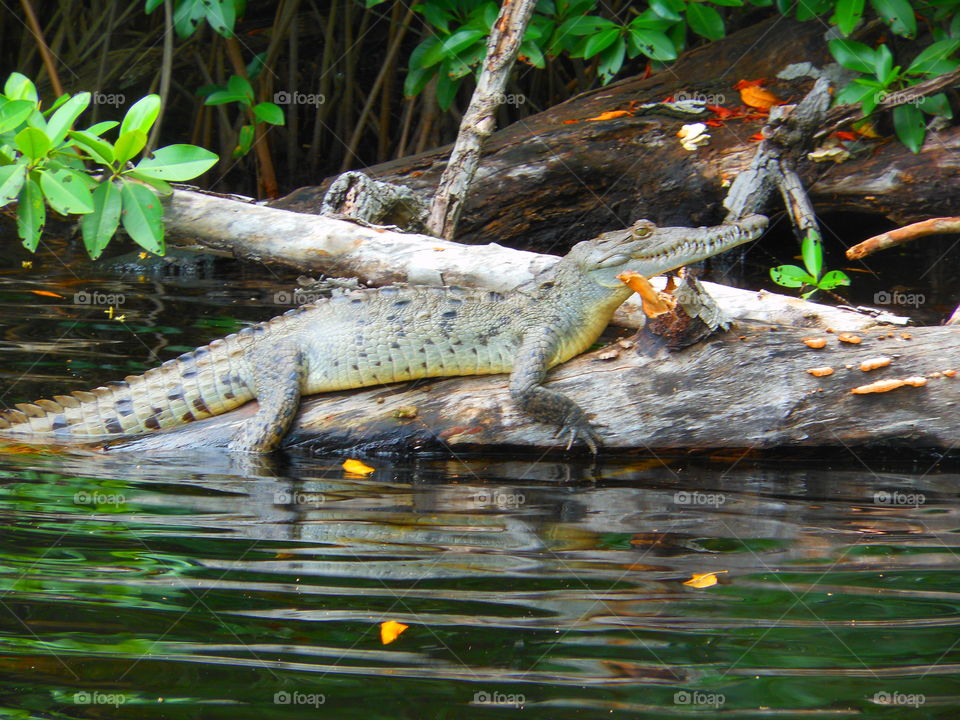 Baby crocodile in Jamaica 