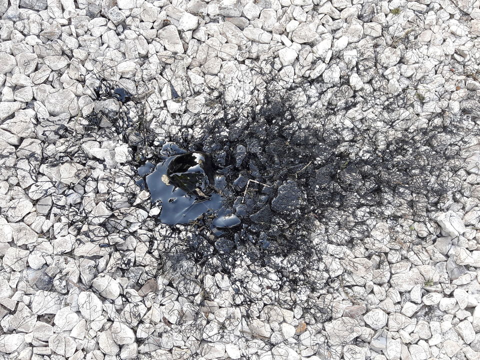 nature wild flowers life stunning lovely nice shot