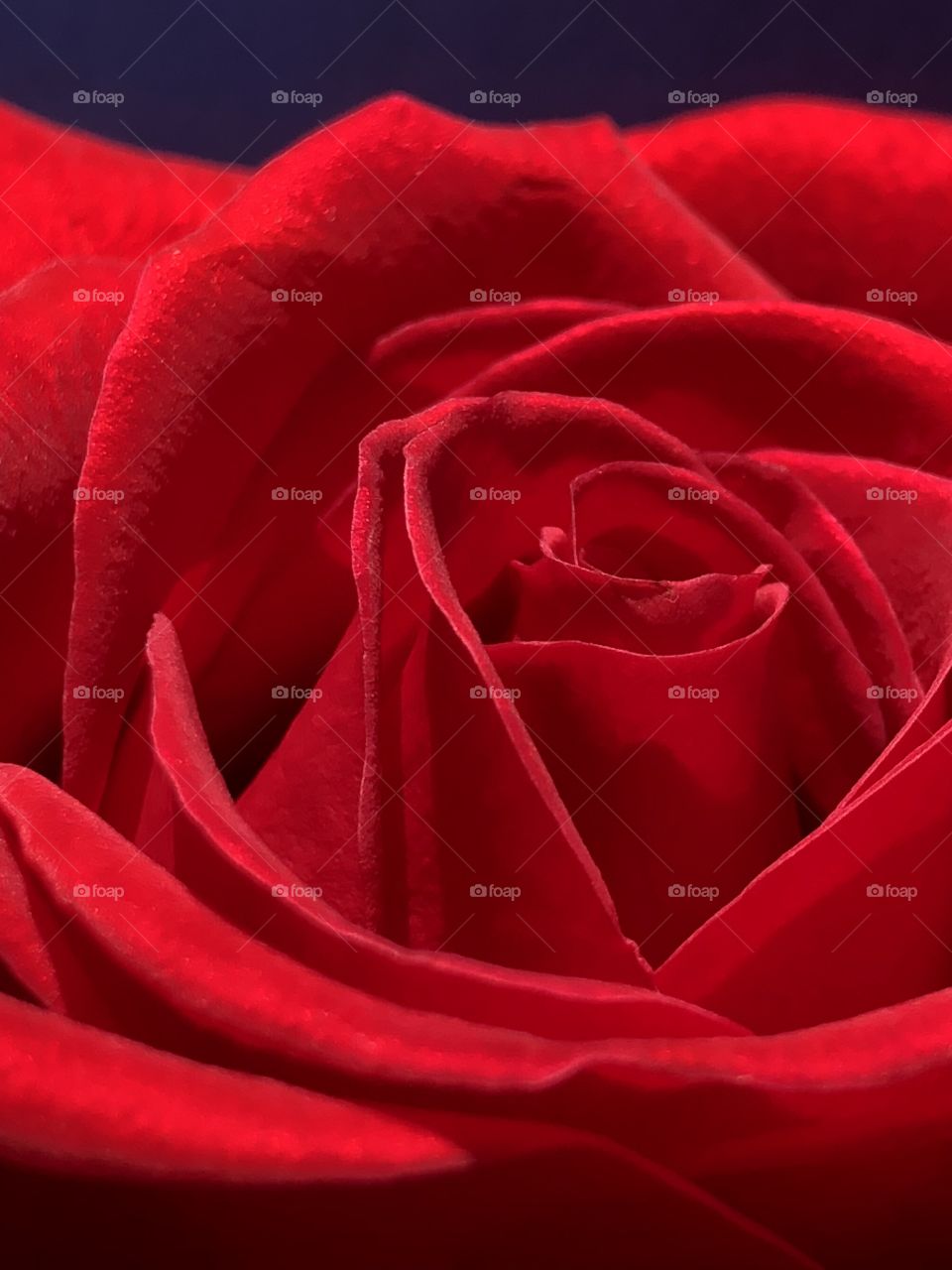 Rose, Romance, Love, Romantic, Flower