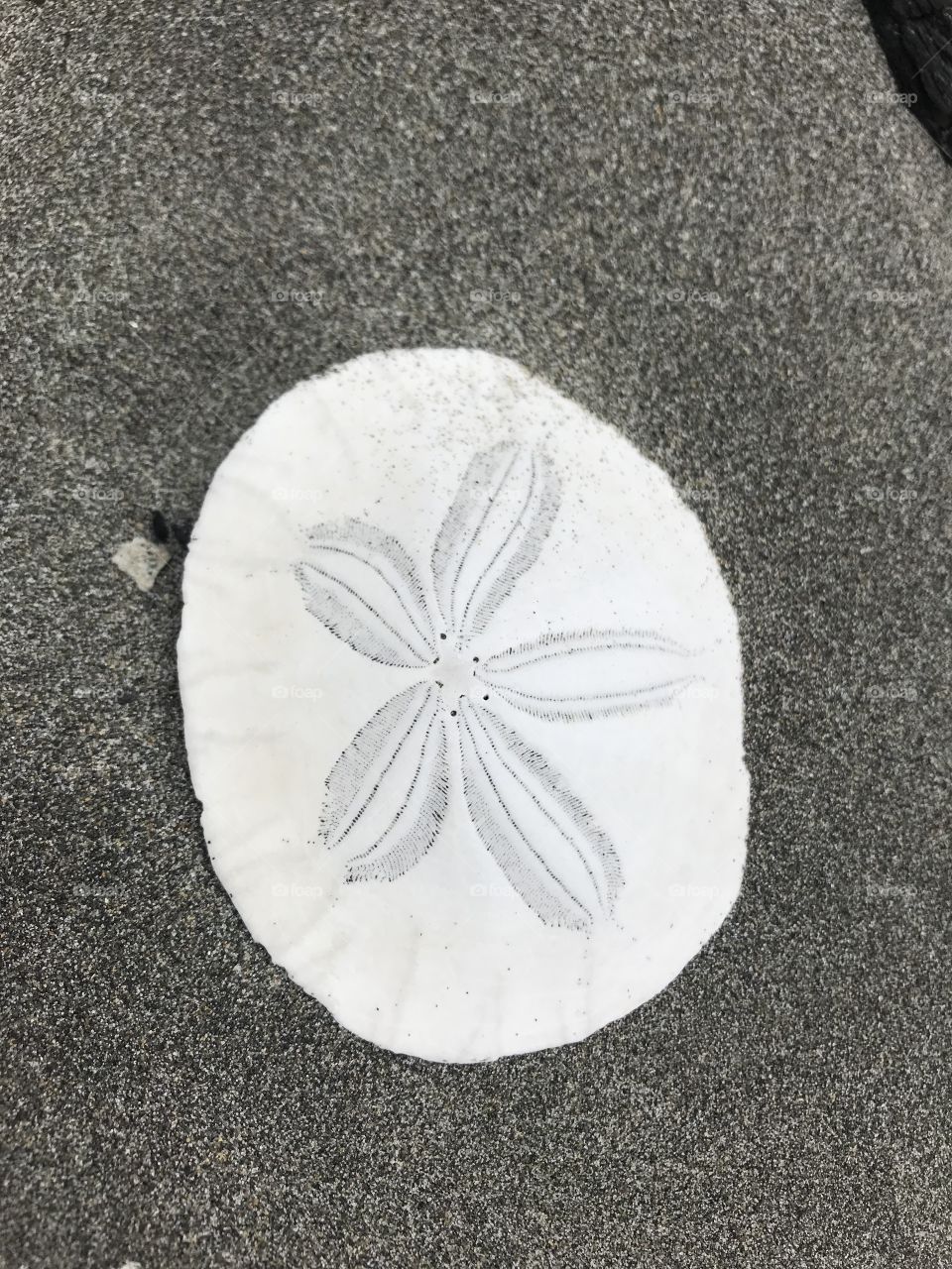 Sanddollar