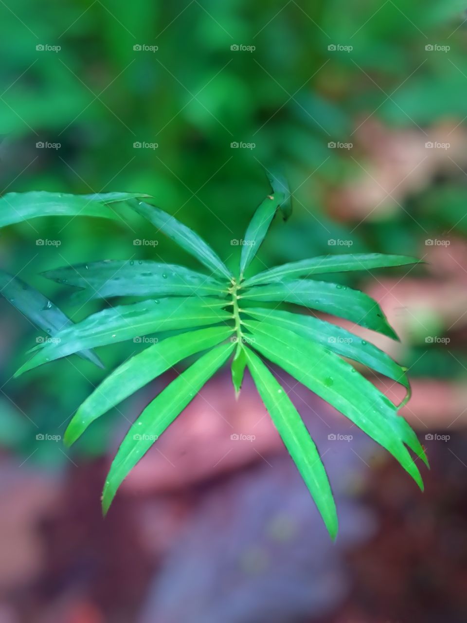 green colour Ginger leaf