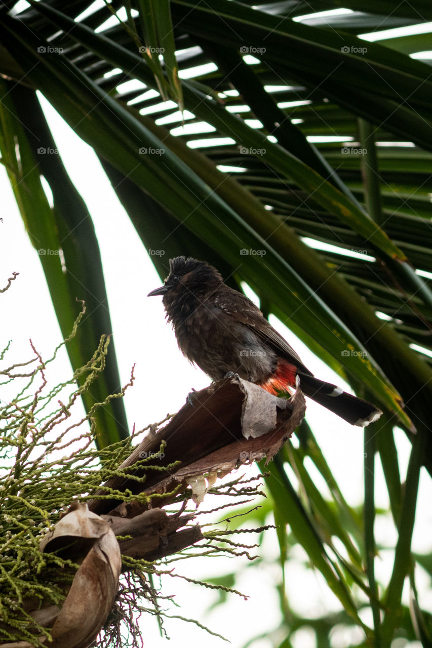 The red-vented bulbul is a member of the bulbul family of passerines. It is resident breeder across the Indian subcontinent, including Sri Lanka extending east to Burma and parts of Tibet.