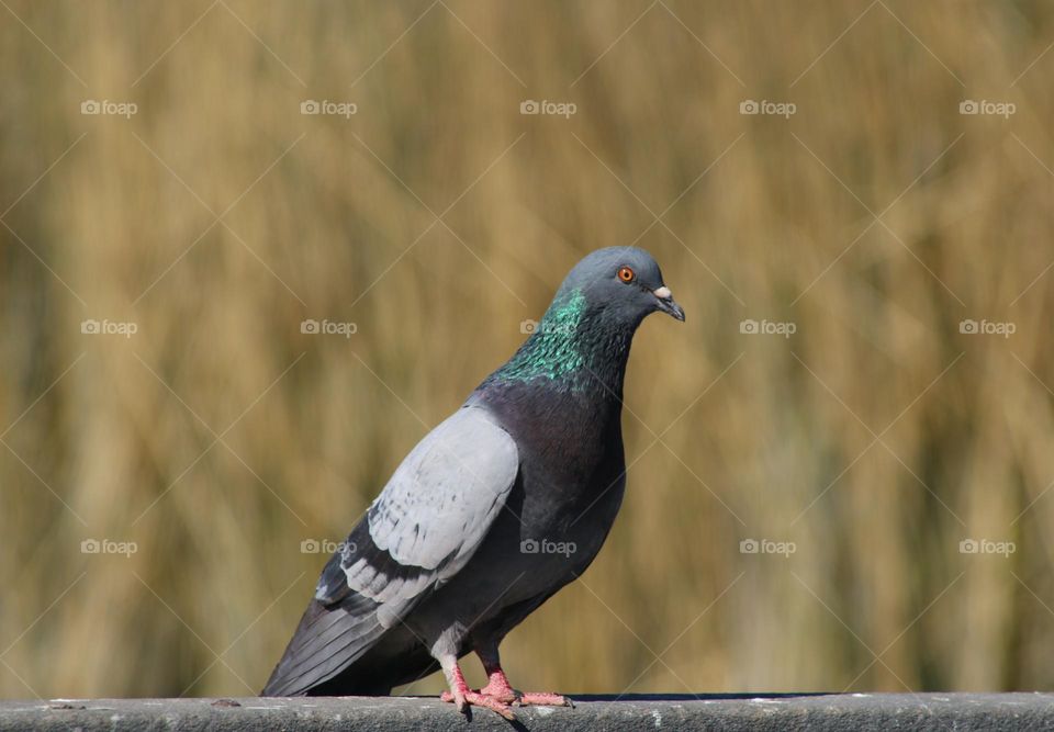Pigeon on a Railing