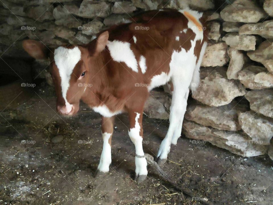 Beautiful brown calf